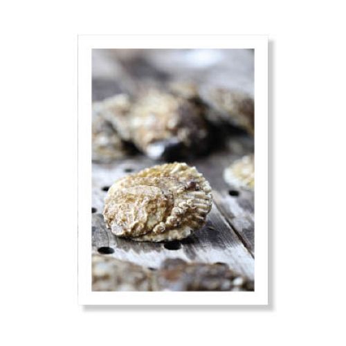 Østers fra Limfjorden