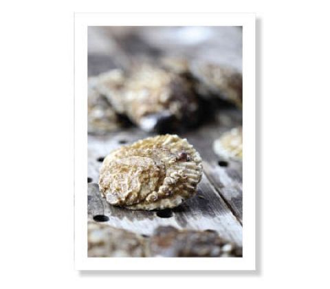 Østers fra Limfjorden